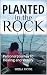 Planted in the Rock by Sheila Payne