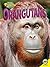 Orangutans (Amazing Primates) by Deb Marshall (2015-07-15)