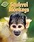 Squirrel Monkeys (Jungle Babies of the Amazon Rain Forest) by Lynette, Rachel (2013) Library Binding