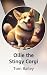 Ollie the Stingy Corgi