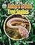 Guam's Brown Tree Snakes: Hanging Out (They Don't Belong) by Kevin Blake (2016-03-01)