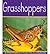 Grasshoppers