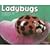 Ladybugs