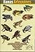 Ranas Arlequines by José Vicente Rueda Almonacid