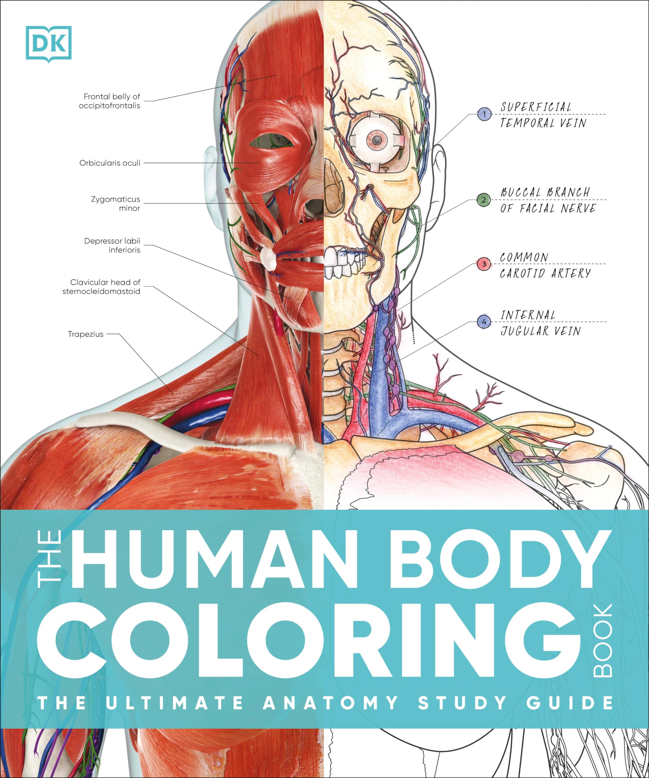 The Human Body Coloring Book: The Ultimate Anatomy Study Guide, Second Edition (DK Human Body Guides)