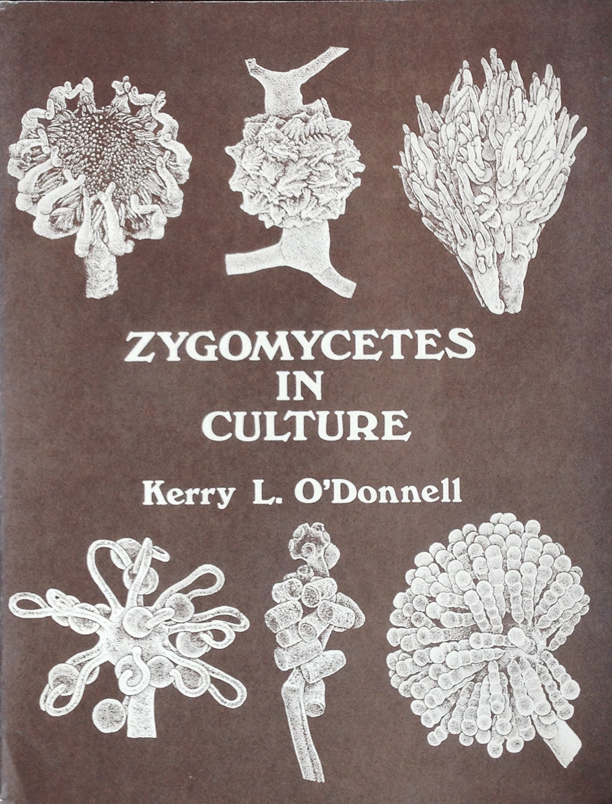 Zygomycetes in Culture (Paperback)