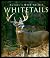 Whitetails by Mark Raycroft