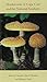 Mushrooms of Cape Cod and the National Seashore by Arleen R. Bessette (2001-04-30)