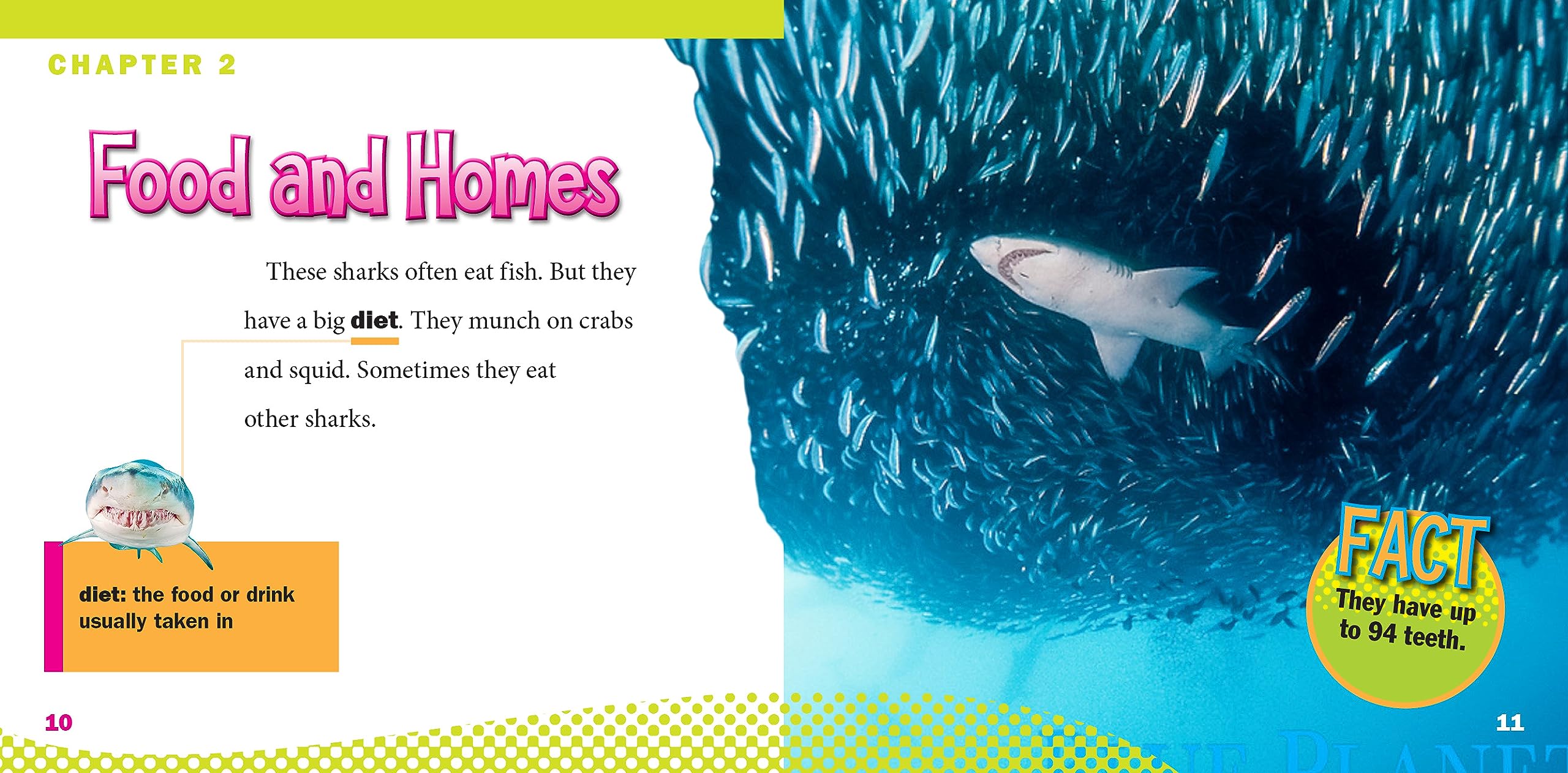 Sand Tiger Sharks (World of Sharks)