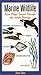 Marine Wildlife: From Puget Sound Through the Inside Passage by Steve Yates (2003-06-04)
