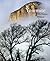 Yosemite: The Promise of Wildness