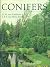 Conifers: Colour Guide