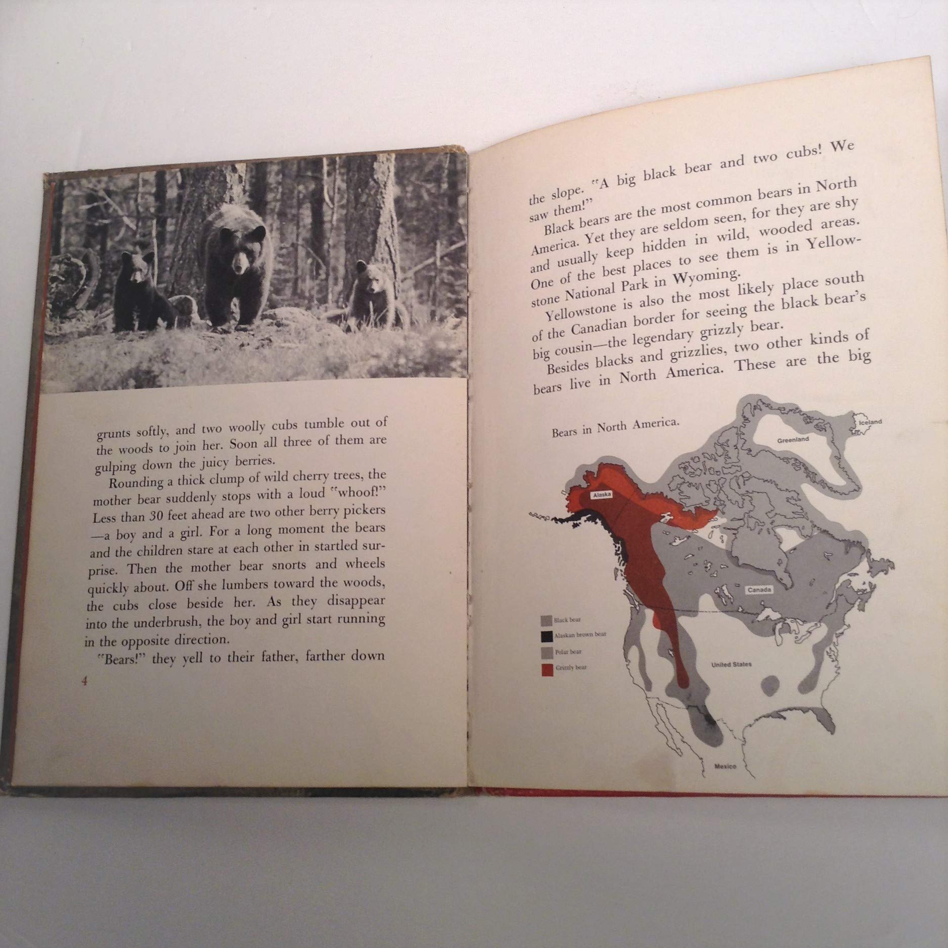 The Mighty Bears (Paperback)