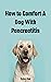 How to Comfort a Dog with Pancreatitis by Rodney Reid