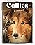 Collies: Dog breed overview...