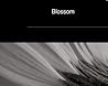 Blossom