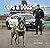 Cops & Dogs