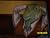 Private I. Guana: The Case Of The Missing Chameleon