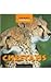 Cheetahs (Animals, Animals)