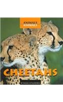 Cheetahs (Animals, Animals)