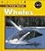 Whales (In the Wild)