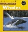 Whales (In the Wild)