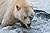 Spirit Bears by Jim Backus