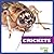 Crickets (Insect World)