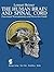 The Human Brain and Spinal Cord: Functional Neuroanatomy and Dissection Guide by Lennart Heimer (1983-01-01)