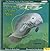 Manatee on the Move - a True Story by Randy Houk
