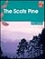 The Scots Pine (Cambridge Reading) by Phil Gates (1996-02-01) by unknown author