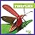 Fireflies (Bullfrog Books: Insect World)