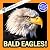 Bald Eagles!: A My Incredib...