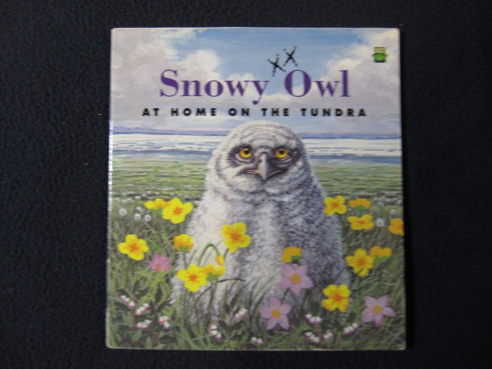 Snowy Owl: At Home on the Tundra (Paperback)