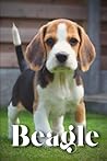 Beagle: How to train your dog and raise from puppy correctly