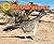 Roadrunner (Desert Animals Searchin' for Shade) by MacGregor, Eloise (2015) Hardcover