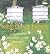 Keeping Bees: A Complete Practical Guide by Peacock, Paul 1st (first) Edition (2008)