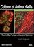 Culture of Animal Cells [[6th (sixth) Edition]] by R Ian Freshney