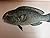 The Fishes of Samoa: Descri...