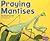 Praying Mantises (Pebble Plus: Bugs, Bugs, Bugs)