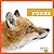 Foxes (Bullfrog Books: My First Animal Library)