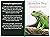 Iguana Care Diary by C.S. Wallace