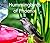 Hummingbirds of Phoenix