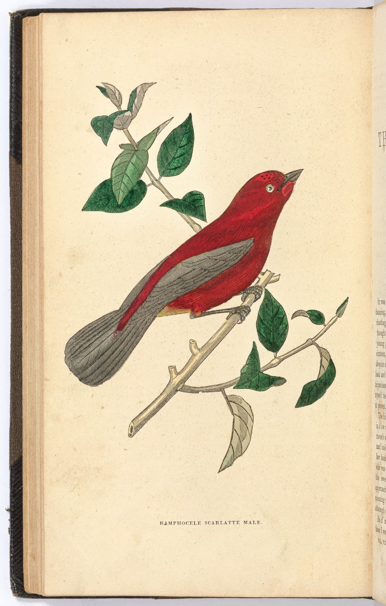 ââ‚¬Å“The Ravenââ‚¬Â [poem in] The Ladyââ‚¬â„¢s Wreath [The Ladiesââ‚¬â„¢ Wreath and Literary Gatherer, 1846-47]