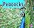 Peacocks