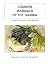 Common Mammals of the Gambia by Craig Emms