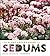 The Plant Lover's Guide to Sedums by Brent Horvath (2014-04-22)