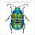 Extraordinary Insects by Anne Sverdrup-Thygeson