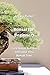 Bonsai for Beginners: Care ...