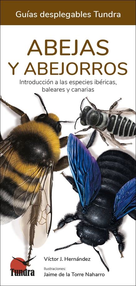 ABEJAS Y ABEJORROS
